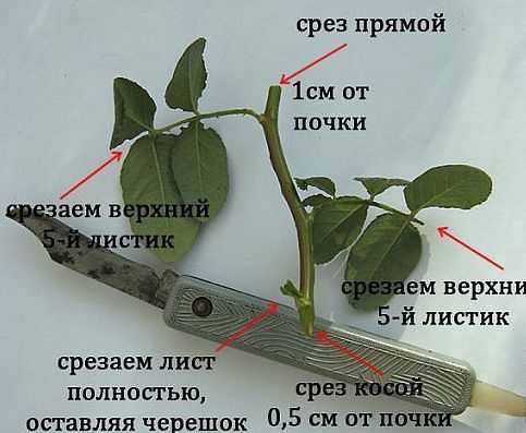 Как вырастить розу из букета в домашних условиях